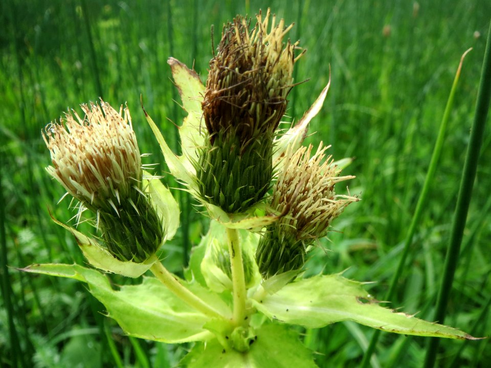 20131009Cirsium_oleraceum2