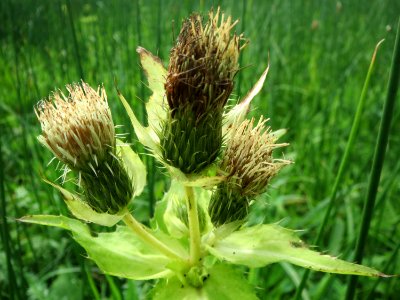 20131009Cirsium_oleraceum2