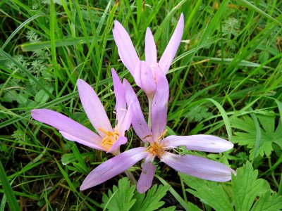 20131009Colchicum_autumnale1