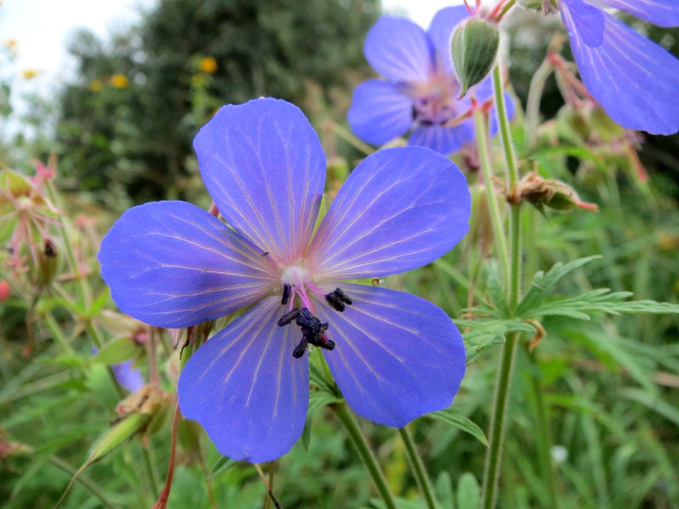 20131009Geranium_pratense