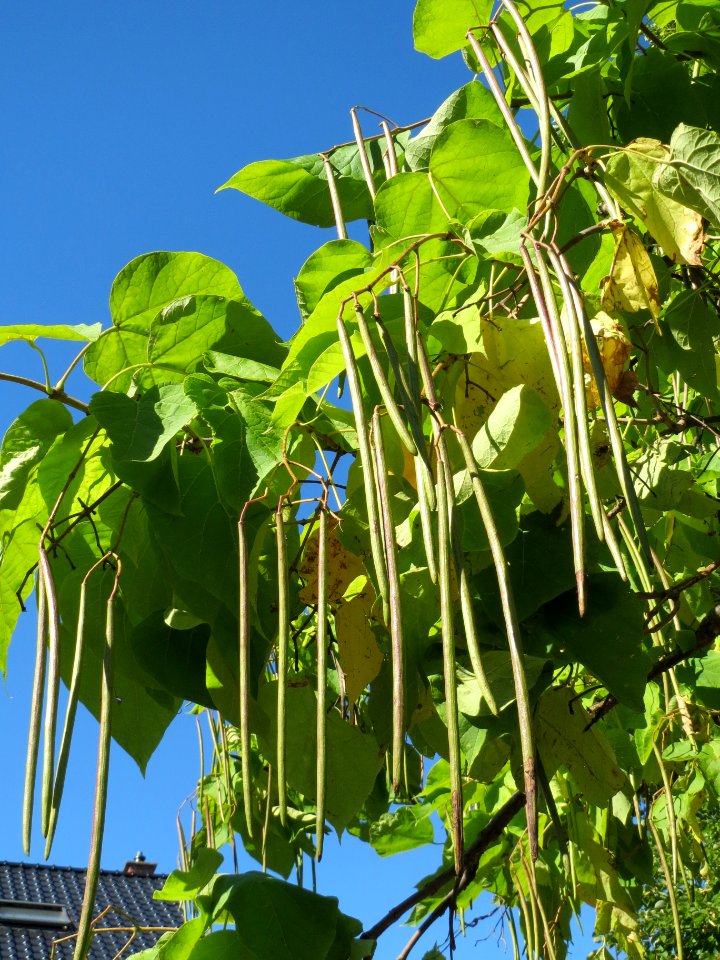 20130905Catalpa_bignonioides2