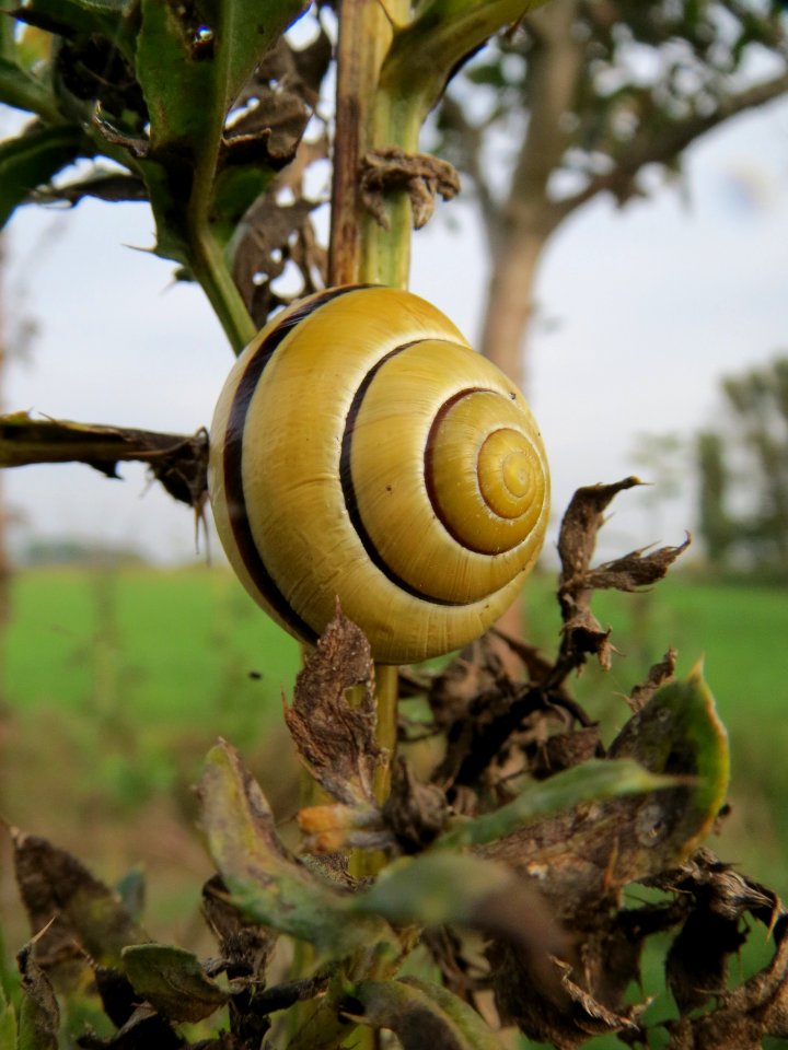 20131009Cepaea_nemoralis