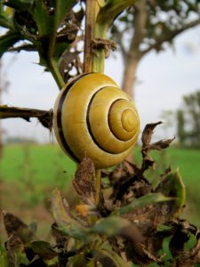 20131009Cepaea_nemoralis