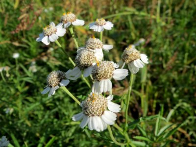 20131013Achillea_ptarmica3