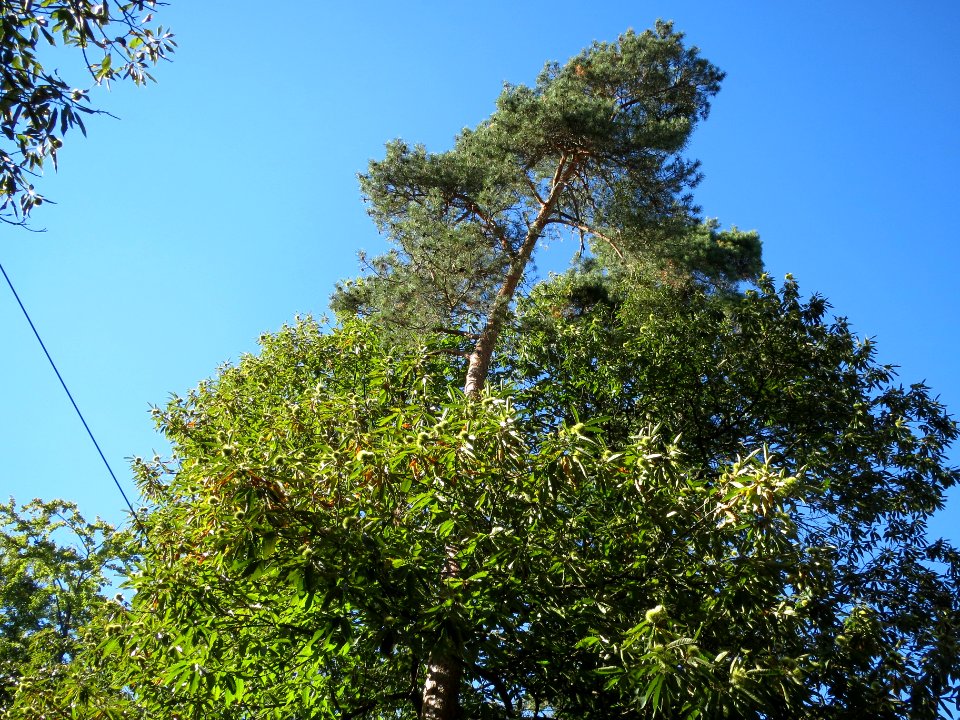 20130905Castanea_sativa1