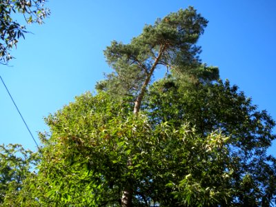 20130905Castanea_sativa1