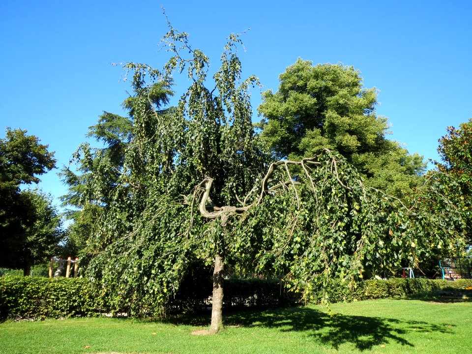 20130903Trauerbuche_Staden1
