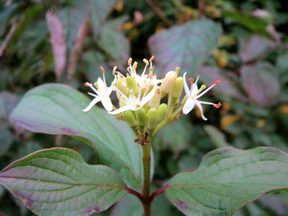 20131008Hartriegel1