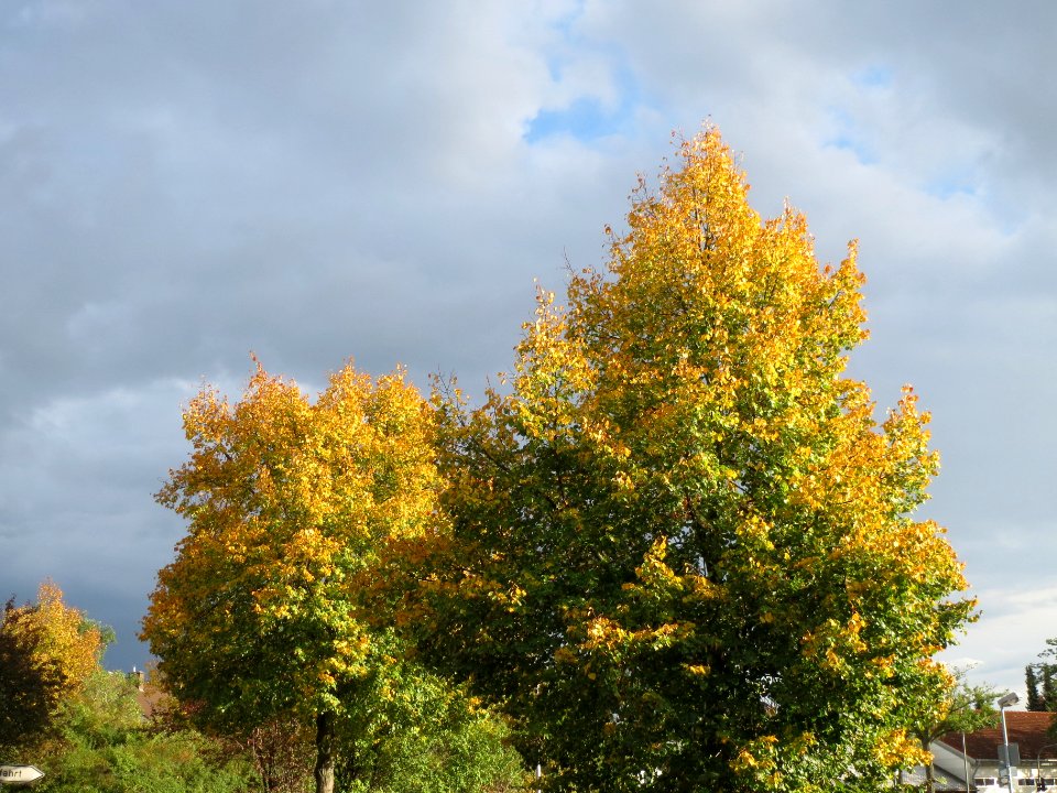 20131010Linden_Hockenheim