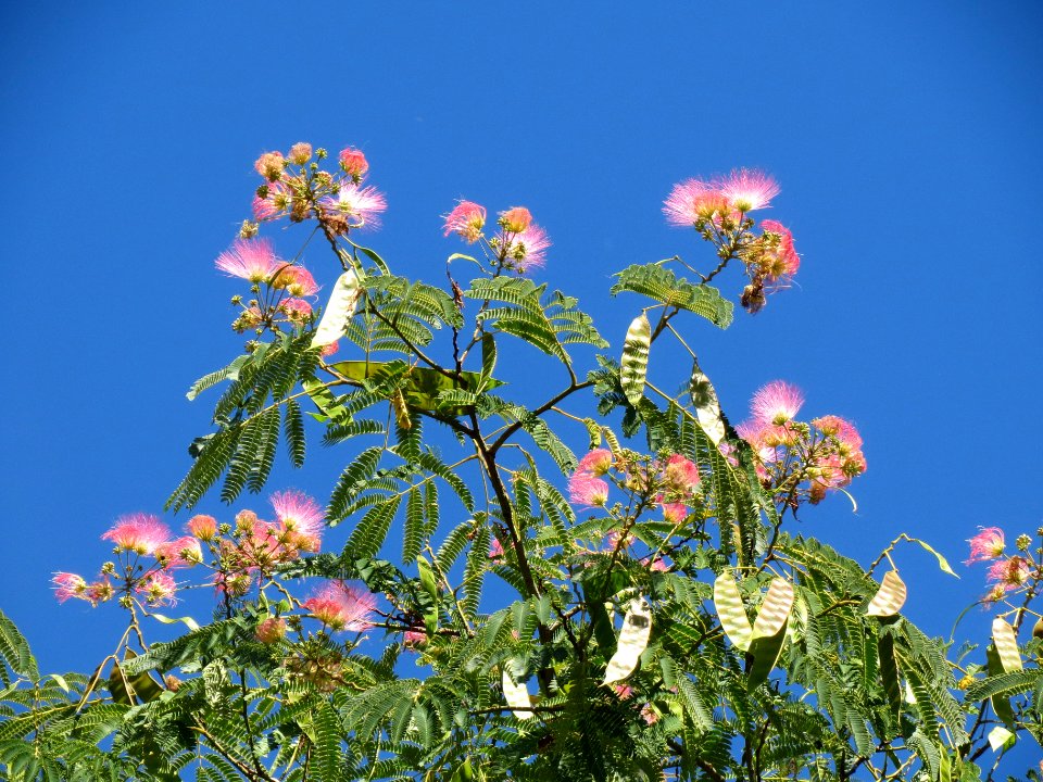 20130905Albizia_julibrissin1