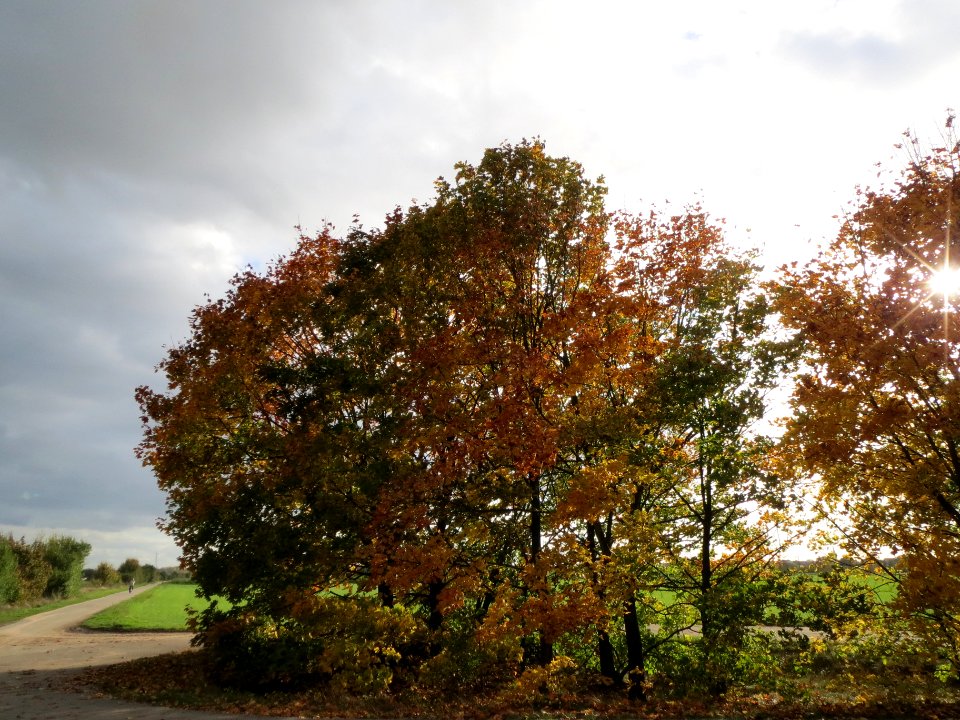 20131017Ahorn_Reilingen