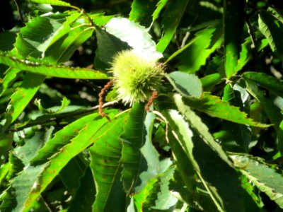 20130905Castanea_sativa4