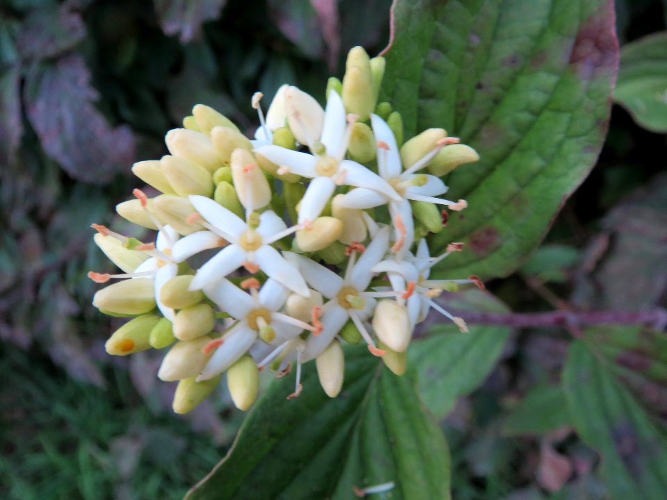 20131008Hartriegel3