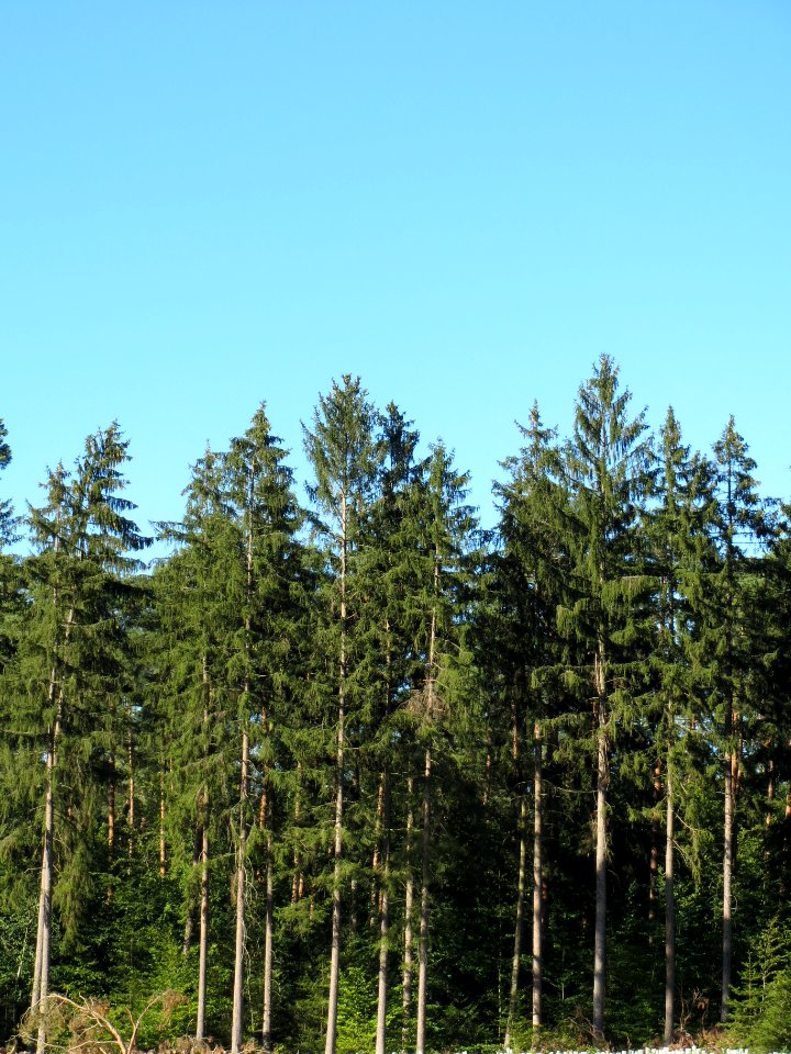 20130905Douglasien