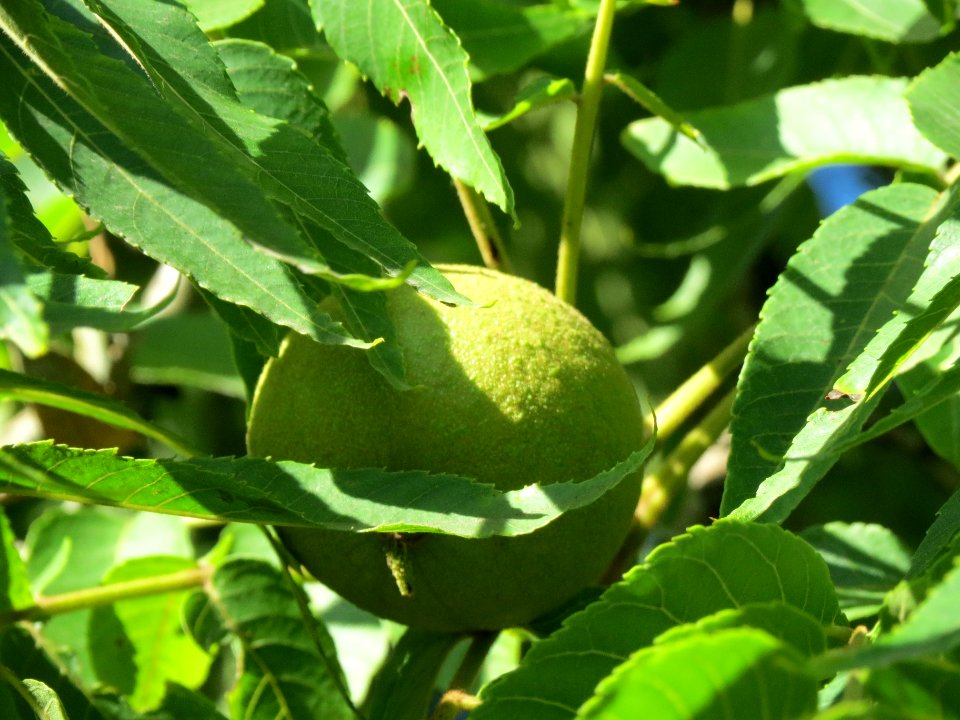 20130903Juglans_nigra7