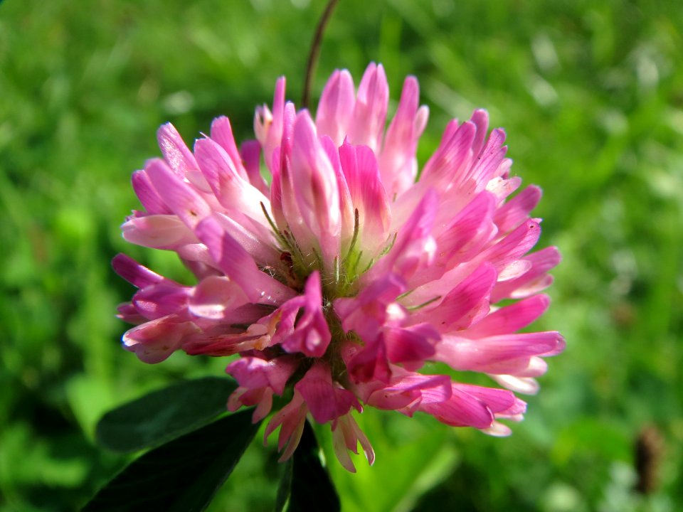 20130922Trifolium_pratense2