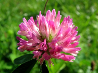 20130922Trifolium_pratense2