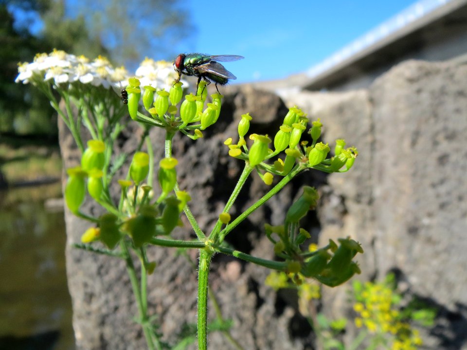20130903Pastinaca_sativa