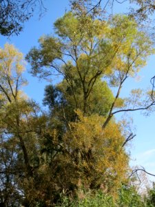 20130922Salix_alba