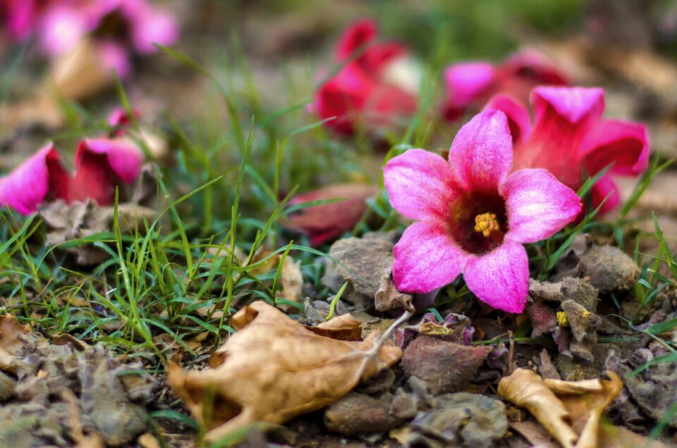 Color plant bloom