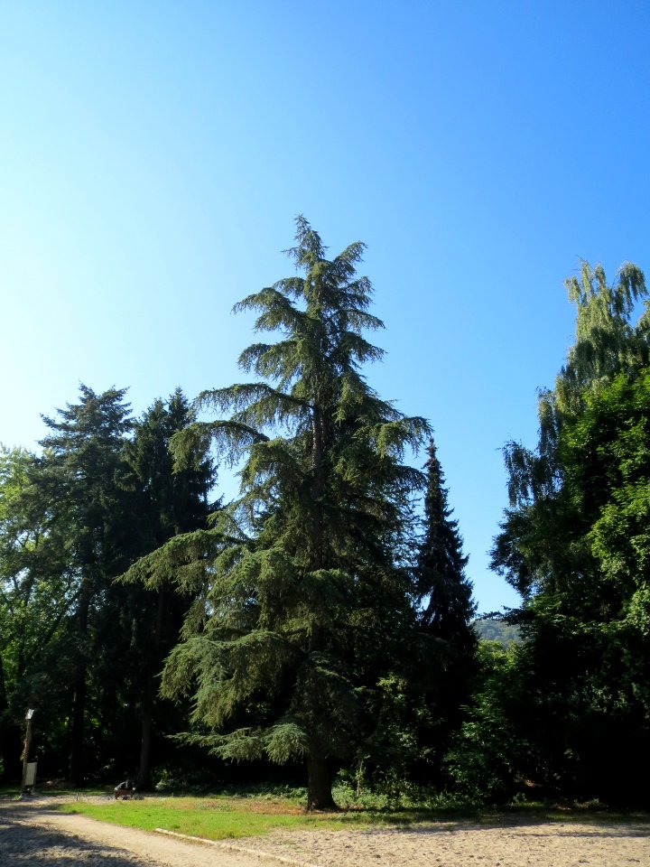 20130903Cedrus_deodara1