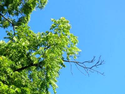 20130903Juglans_nigra6