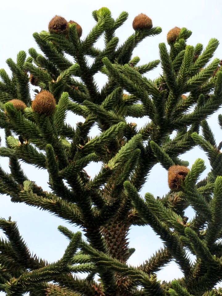 20130907Araucaria_araucana2