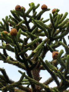 20130907Araucaria_araucana2