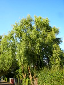 20130922Salix_matsudana_tortuosa1