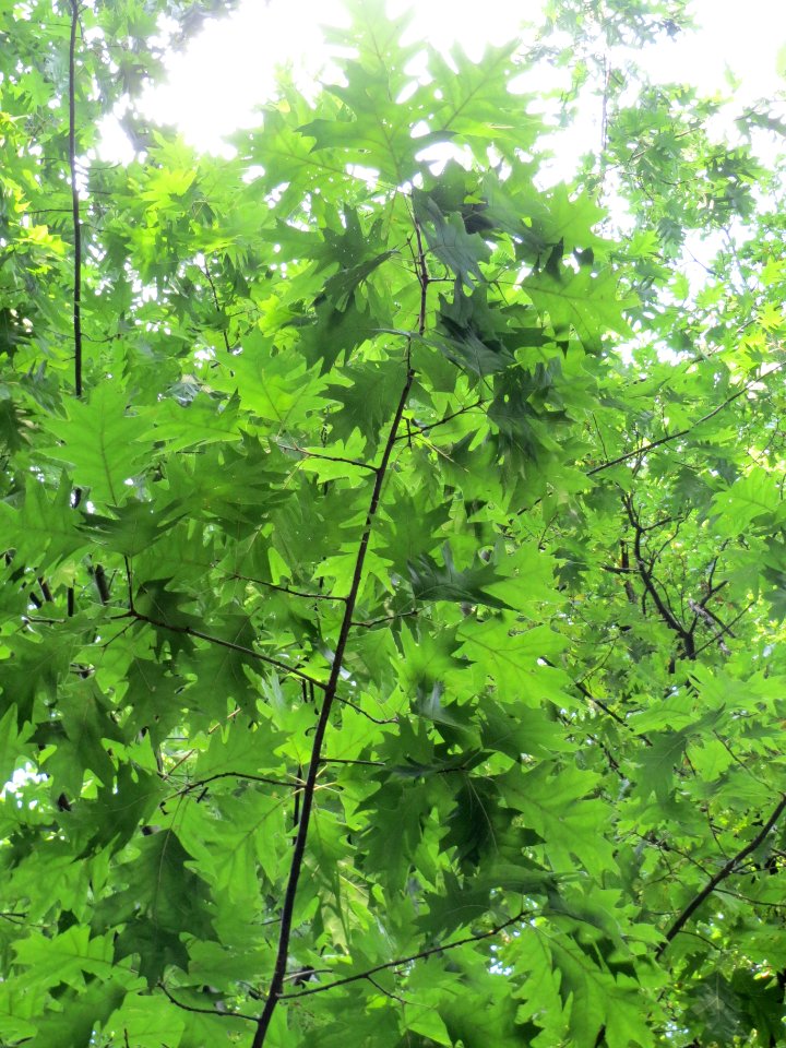 20130906Roteiche_Schwetzinger_Hardt