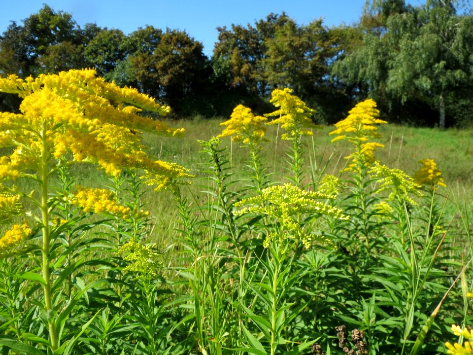 20130922Solidago_canadensis3