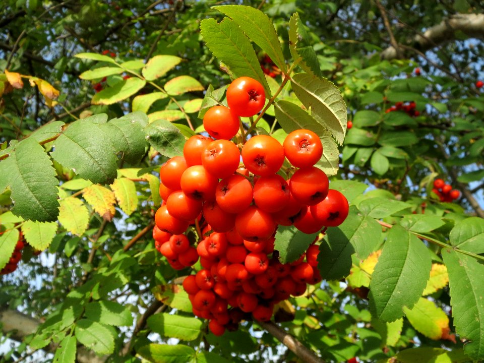 20130921Sorbus_aucuparia1