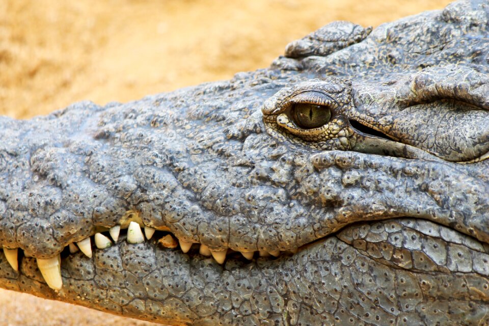 Cayman reptile teeth