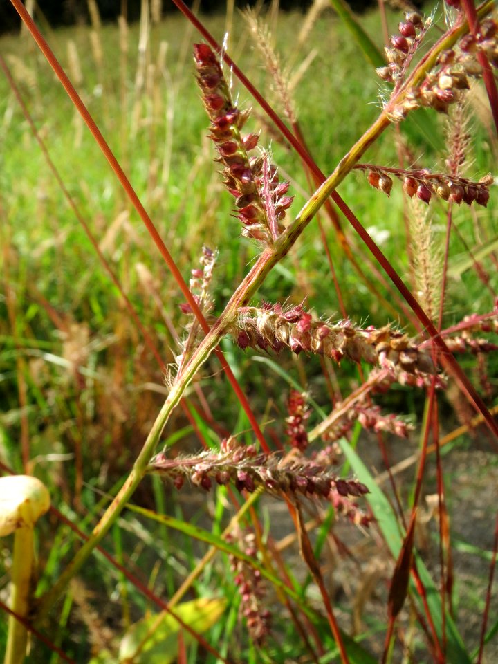 20131010Echinochloa_crus-galli3