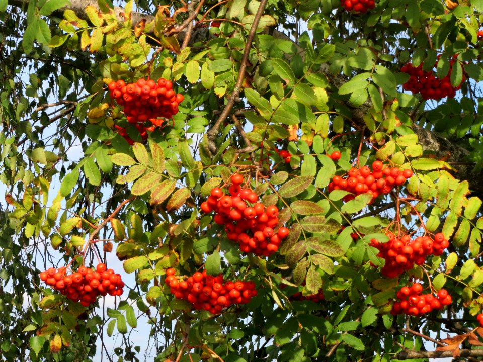 20130921Sorbus_aucuparia3