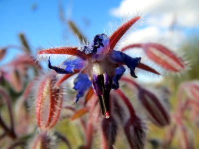 20131013Borago_officinalis2
