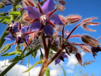 20131013Borago_officinalis4