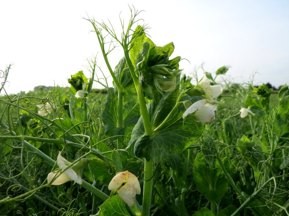 20130921Pisum_sativum_-_Feld4