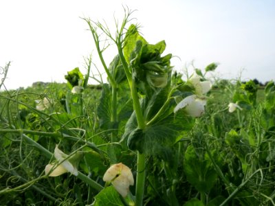 20130921Pisum_sativum_-_Feld4