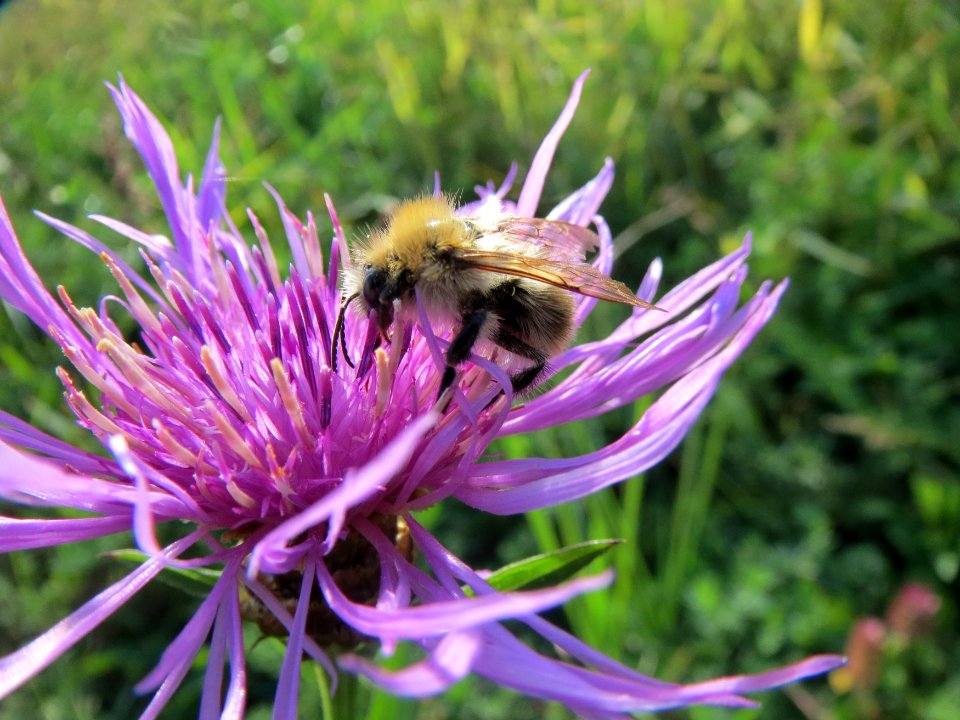 20131013Centaurea_jacea4