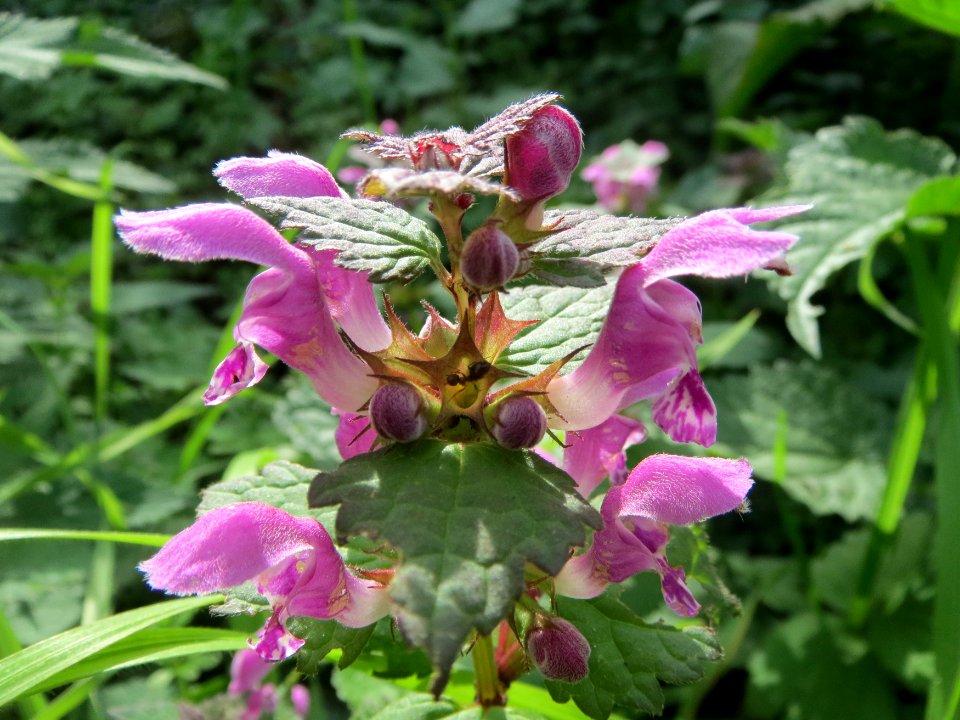 20131003Lamium_purpureum