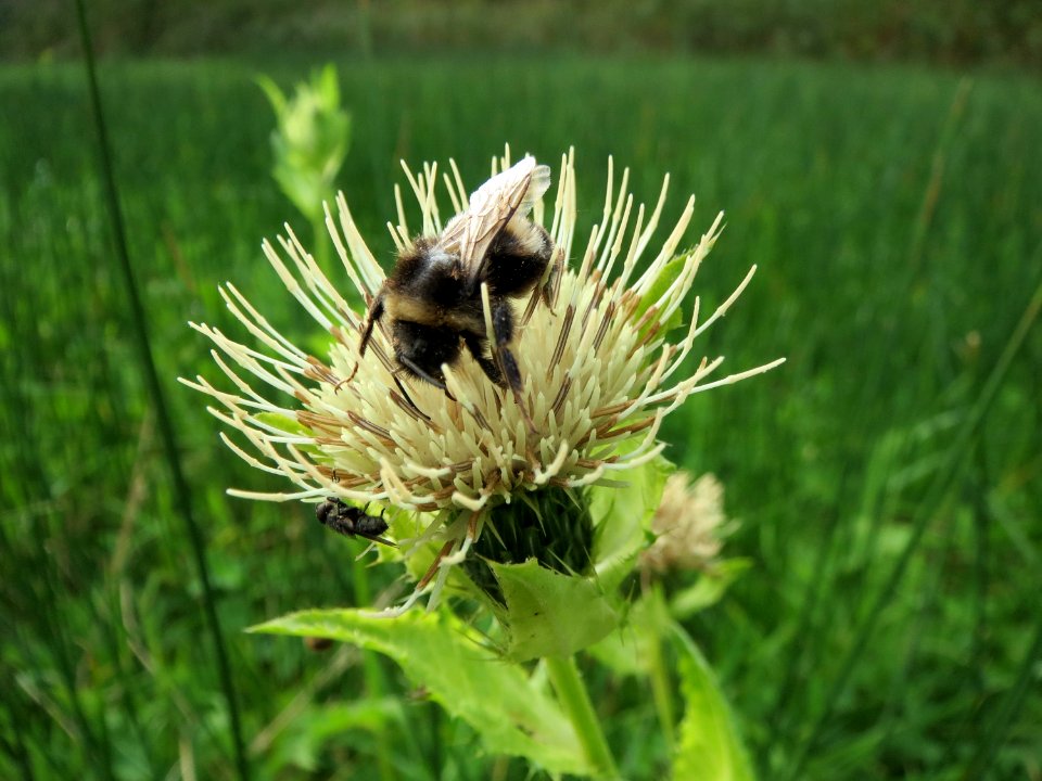 20131009Cirsium_oleraceum1