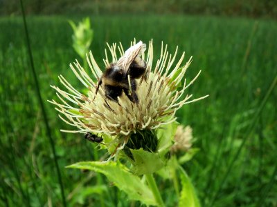20131009Cirsium_oleraceum1