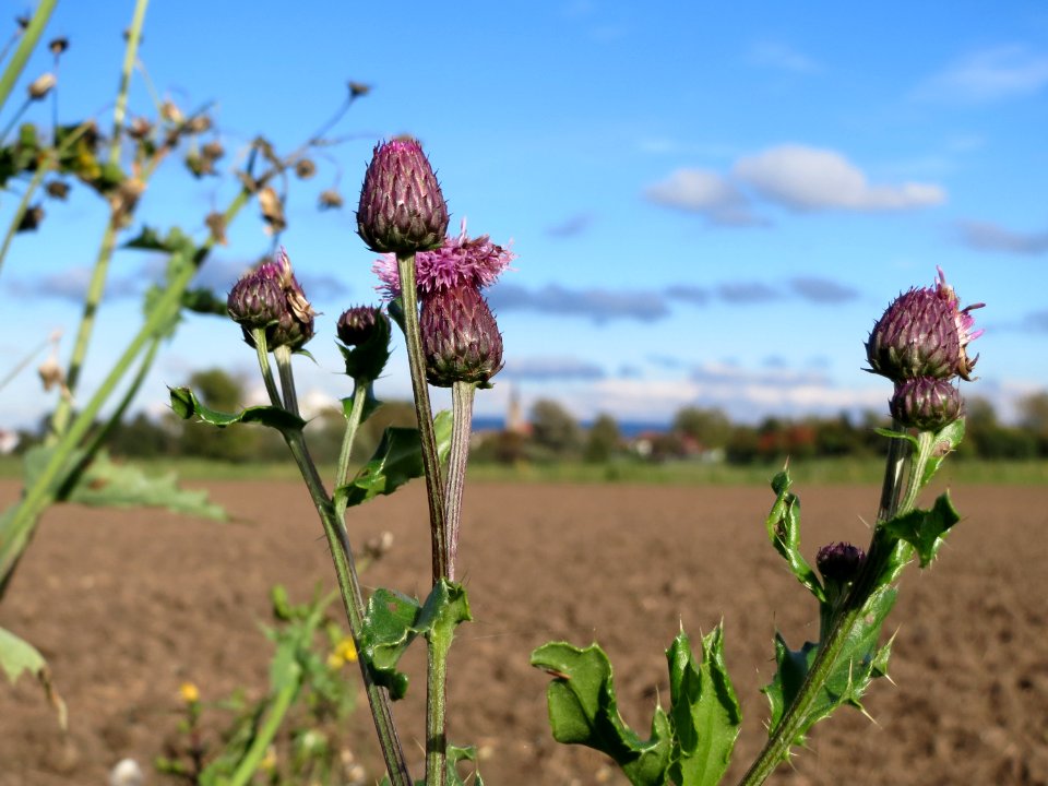 20131013Cirsium_arvense1
