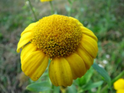 20131013Glebionis_segetum6