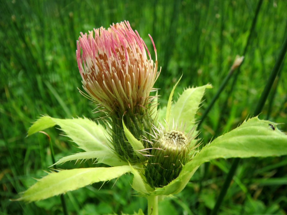 20131009Cirsium_oleraceum3