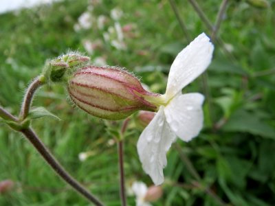 20131012Silene_latifolia3