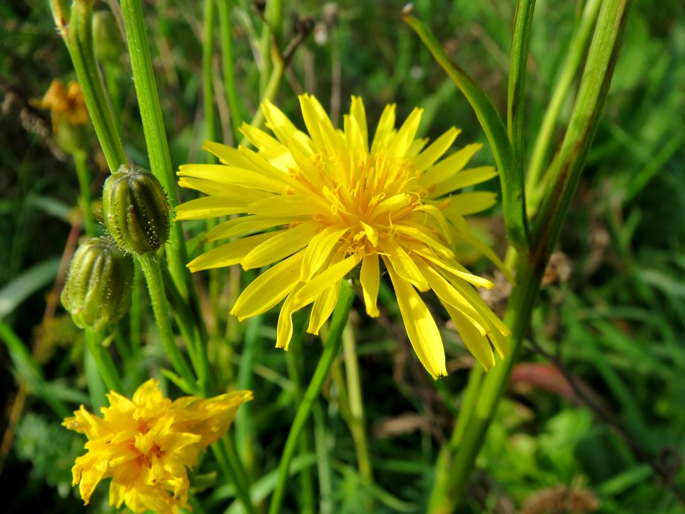 20131009Crepis_biennis2