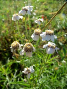 20131013Achillea_ptarmica4