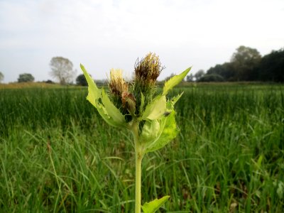 20131009Cirsium_oleraceum4